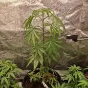 Triple Mint XXL