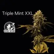Triple Mint XXL