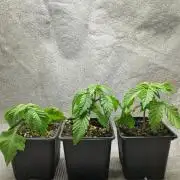 Orange Bud 2.0
