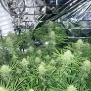 MonksG77 Autopot - mars hydro FC1500