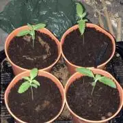 5 x Auto Grow 2026