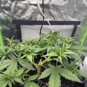 First Time Purple Lemonade