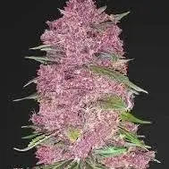 First Time Purple Lemonade