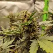 Random Fast buds Auto