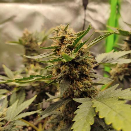 Random Fast buds Auto