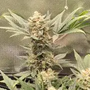 Random Fast buds Auto