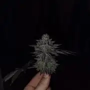 Radical Juice by Ripper Seeds