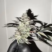 Radical Juice by Ripper Seeds