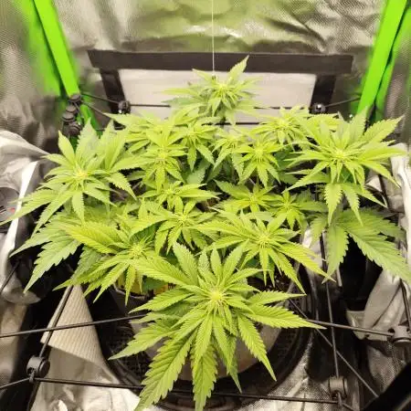 Radical Juice by Ripper Seeds