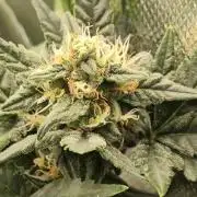 Random Fast buds Auto