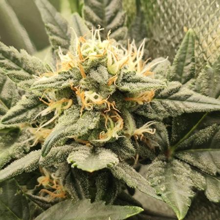 Random Fast buds Auto