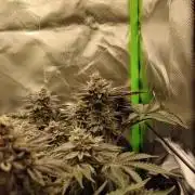 Radical Juice by Ripper Seeds