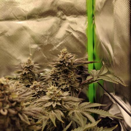Radical Juice by Ripper Seeds