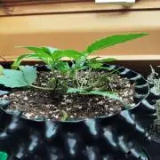 Windowsill Random Fast buds Auto
