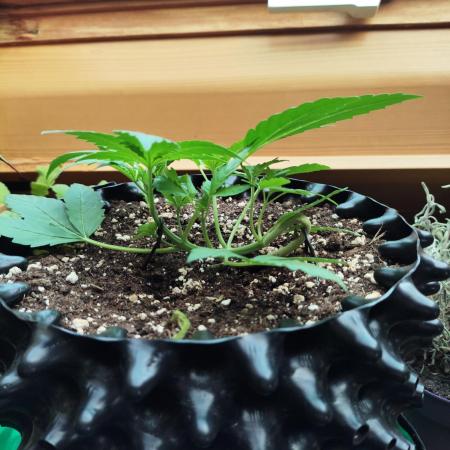 Windowsill Random Fast buds Auto