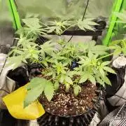 Windowsill Random Fast buds Auto