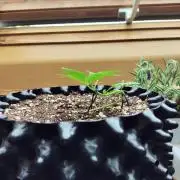 Windowsill Random Fast buds Auto