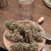 Hope! Painkiller XL! First Grow!