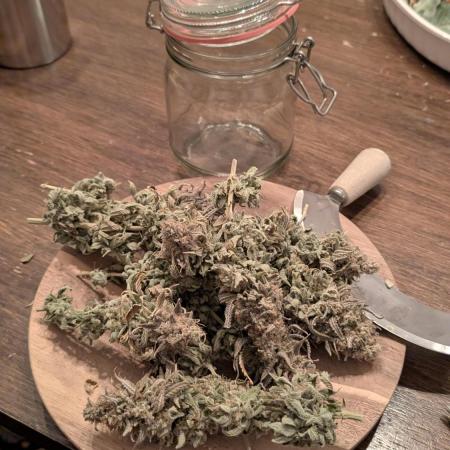 Hope! Painkiller XL! First Grow!