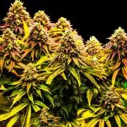 Hope! Painkiller XL! First Grow!