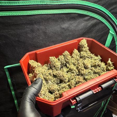 1st indoor grow