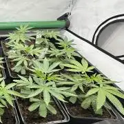 Easy Money Keeper Hunt LS Run #1