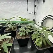 Blue Honey Keeper Hunt LS Run #1