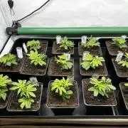 Goji Biker Pheno Hunt LS Run #1