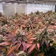 Papaya Cake CloneOnly LS DryAmend Run #1