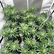 Skywalker kush Keeper Hunt LS Run #1