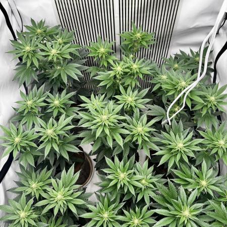 Skywalker kush Keeper Hunt LS Run #1