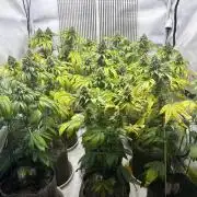 Skywalker kush Keeper Hunt LS Run #1