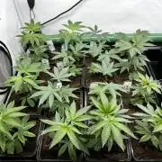 Skywalker kush Keeper Hunt LS Run #1