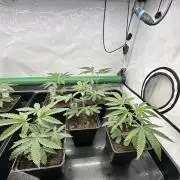 Easy Money Keeper Hunt LS Run #1