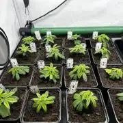 Skywalker kush Keeper Hunt LS Run #1
