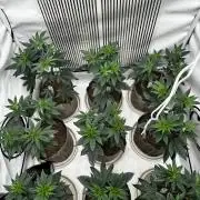 Skywalker kush Keeper Hunt LS Run #1
