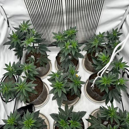 Skywalker kush Keeper Hunt LS Run #1