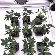 Skywalker kush Keeper Hunt LS Run #1