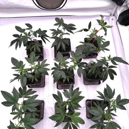 Skywalker kush Keeper Hunt LS Run #1