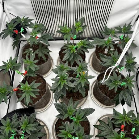 Skywalker kush Keeper Hunt LS Run #1