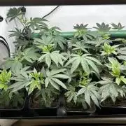 Goji Biker Pheno Hunt LS Run #1
