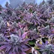 Papaya Cake CloneOnly LS DryAmend Run #1