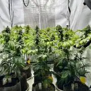 Skywalker kush Keeper Hunt LS Run #1