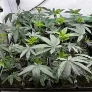 Skywalker kush Keeper Hunt LS Run #1