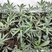 Amnesia CloneOnly LS DryAmend Run #1