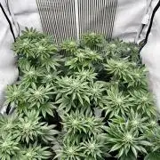 Skywalker kush Keeper Hunt LS Run #1