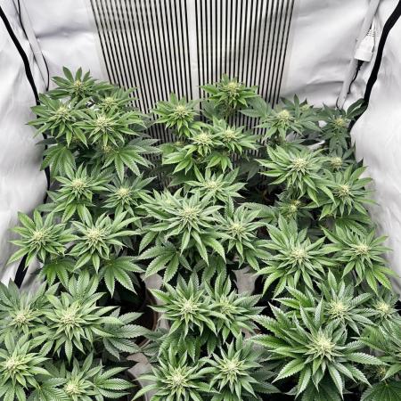 Skywalker kush Keeper Hunt LS Run #1