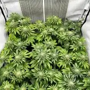 Skywalker kush Keeper Hunt LS Run #1