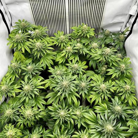 Skywalker kush Keeper Hunt LS Run #1