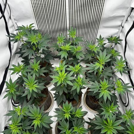 Skywalker kush Keeper Hunt LS Run #1
